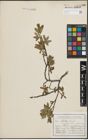 Foto von Salix hastata L.